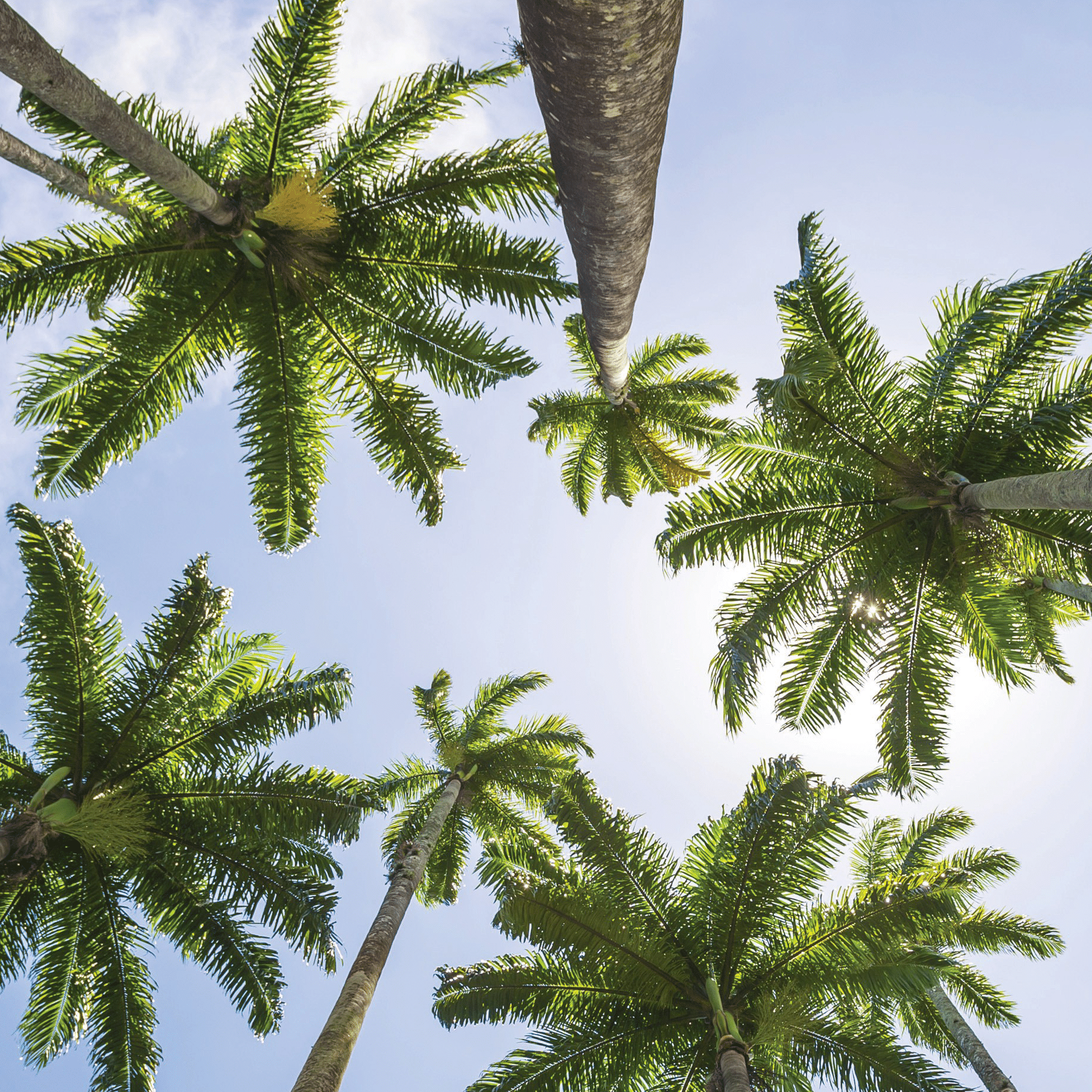 photo-wilhelm-bros-inc-landscaping-palm-tree